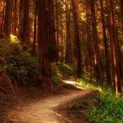 (Beta)The Forest Trial