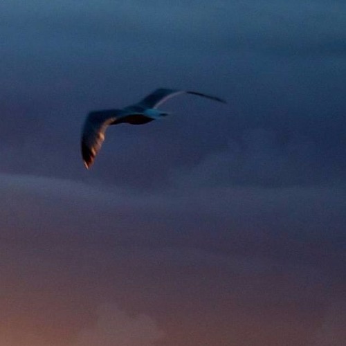 who even speaks portuguese