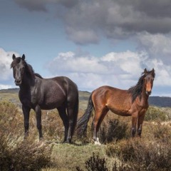 Environment vs cultural icon: the future of the aussie brumbies