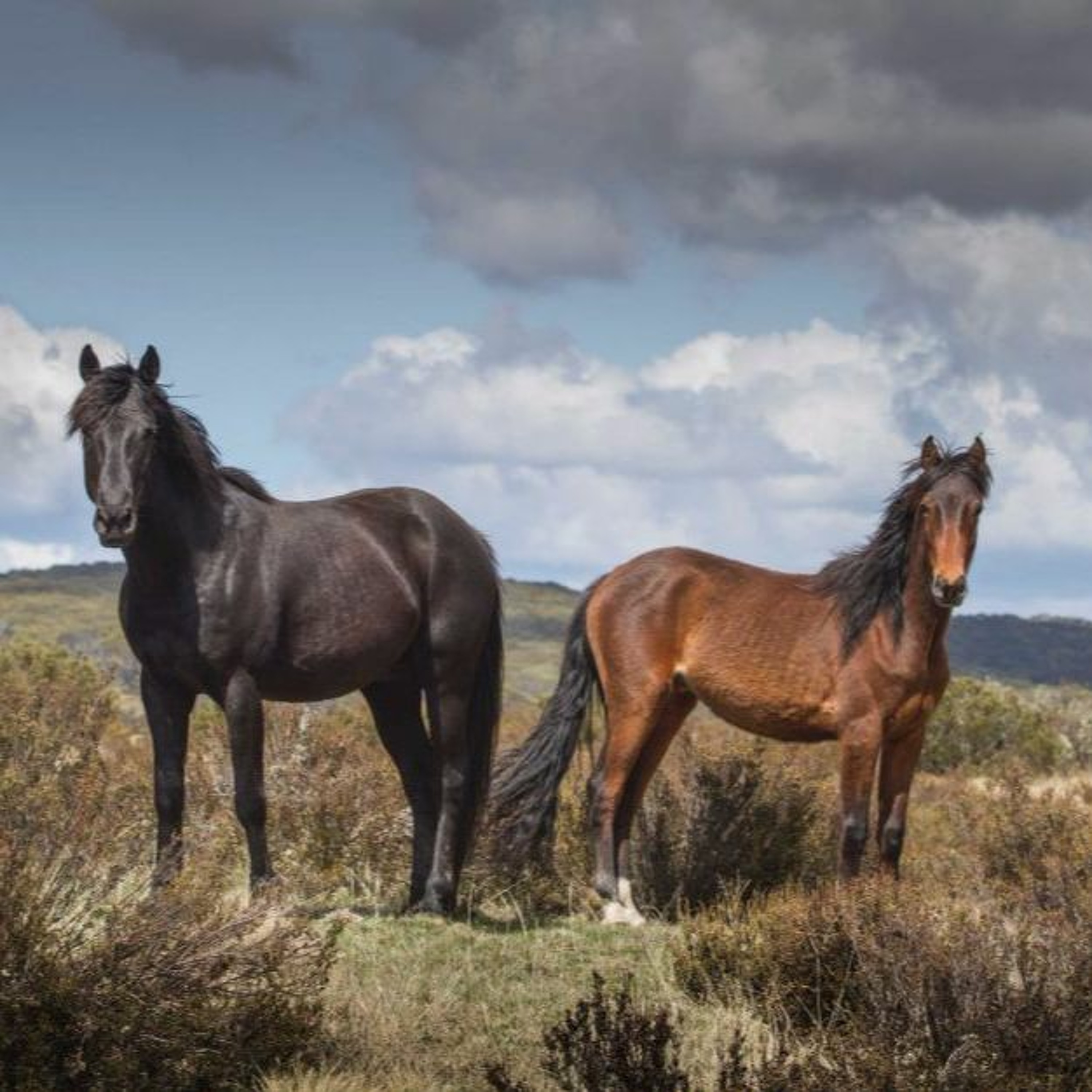 Environment vs cultural icon: the future of the aussie brumbies episode artwork