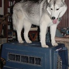 Wildest Patterns Shoegaze/Noise Pop/Grunge Gaze (January-February 2017)