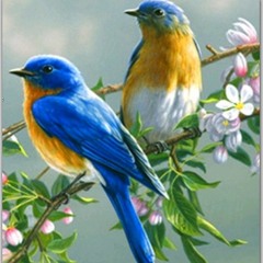 SA NU LASI FLORILE SA PLANGA