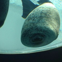 Soundscape Ambient Guitar Experiment