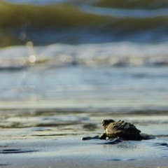 Survivor's Tale demo