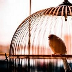 a little bird i am