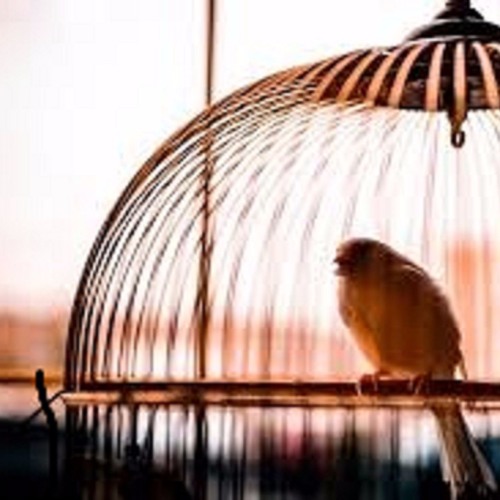 a little bird i am