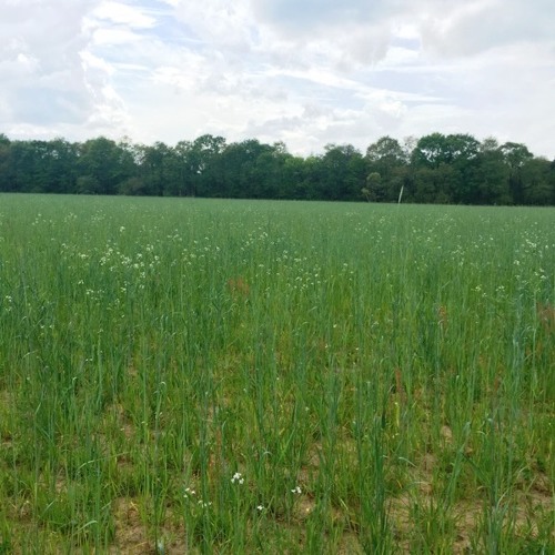 Daddy Issues (NP remix)