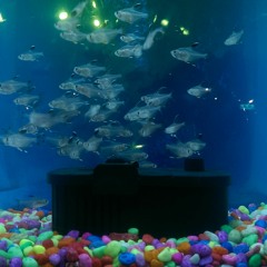 Cease and Desist of Zygotes