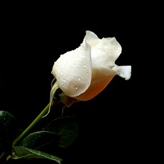 VECTRAX - Kodoku ( for grandma )