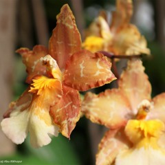 تلاوة خاشعة من سورة الفرقان خالد الجليل ( وقالوا مال هذا الرسول )