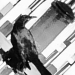 Grackle