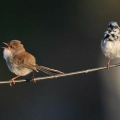 .. مَنْزِلة الغُربَة\\ فريد الأنصاري