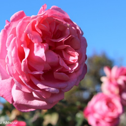 تلاوة خاشعة من سورة القصص عبدالرحمن السديس ( تلك الدار الاخرة نجعلها للذين لا يريدون علوا )