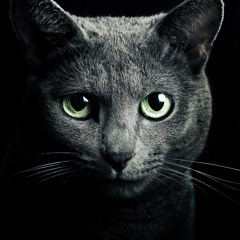 Estrada | Angora o Persa [HOMENAJE A GATA CATTANA]