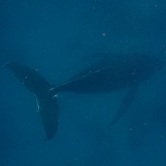 Singing Humpback Whale, Silver Bank, DR © Gene Flipse 170228 - 001