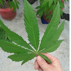 Native Thug Life -Shorty (ft Faze 1) prod. by SamIam