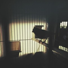 Cost x Single (Prod. D.j Rat)