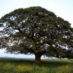 Βελανιδιά ft Evie Rogkoti