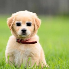 puppy