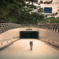 The Star Pillow - While You're Sleeping In July (Edit)