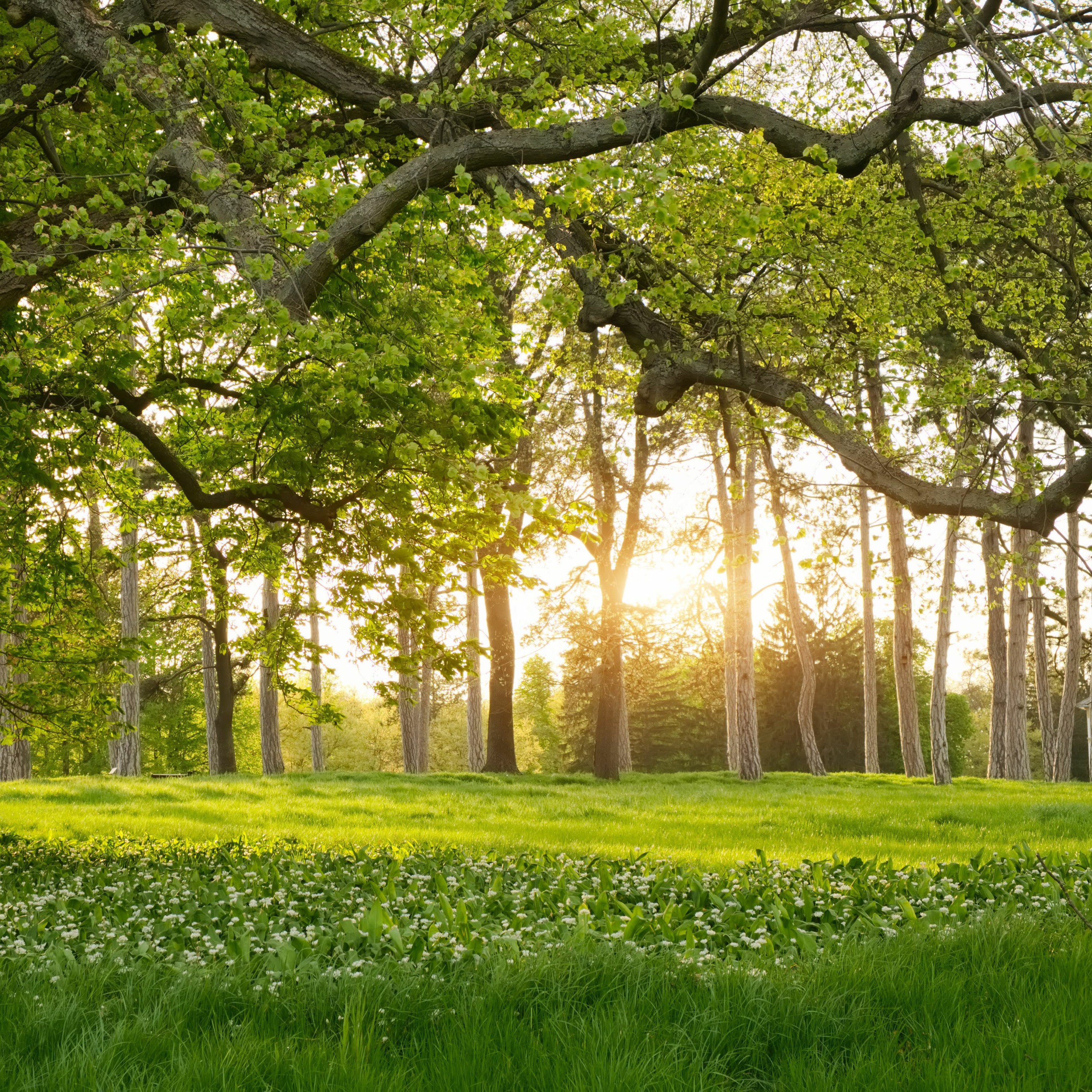 10min Guided Mindfulness Meditation [Forest Background Sound] episode artwork