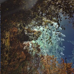 Blissful Nightingale Fall