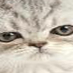 erkubee - miauw ik ben een kat