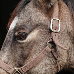 تلاوة خاشعة من سورة غافر احمد عبيد ( الله الذي جعل  لكم الانعام لتركبوا منها )