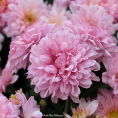 تلاوة خاشعة من سورة الفرقان محمد اللحيدان ( وقدمنا الى ما عملوا من عمل )