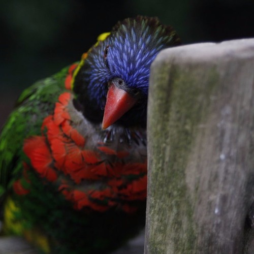 Tarek El Sheikh - 3asfour طارق الشيخ - عصفور