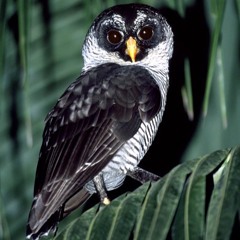 Black & White Owl Ixcan, Mexico March 2002