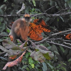 Sumatran Surili (Presbytis melalophos) -Sorulangun Jambi, Sumatra