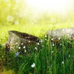 Kevin MacLeod - Carefree