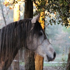 Send for the Horses