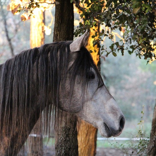 Send for the Horses