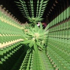 space weed