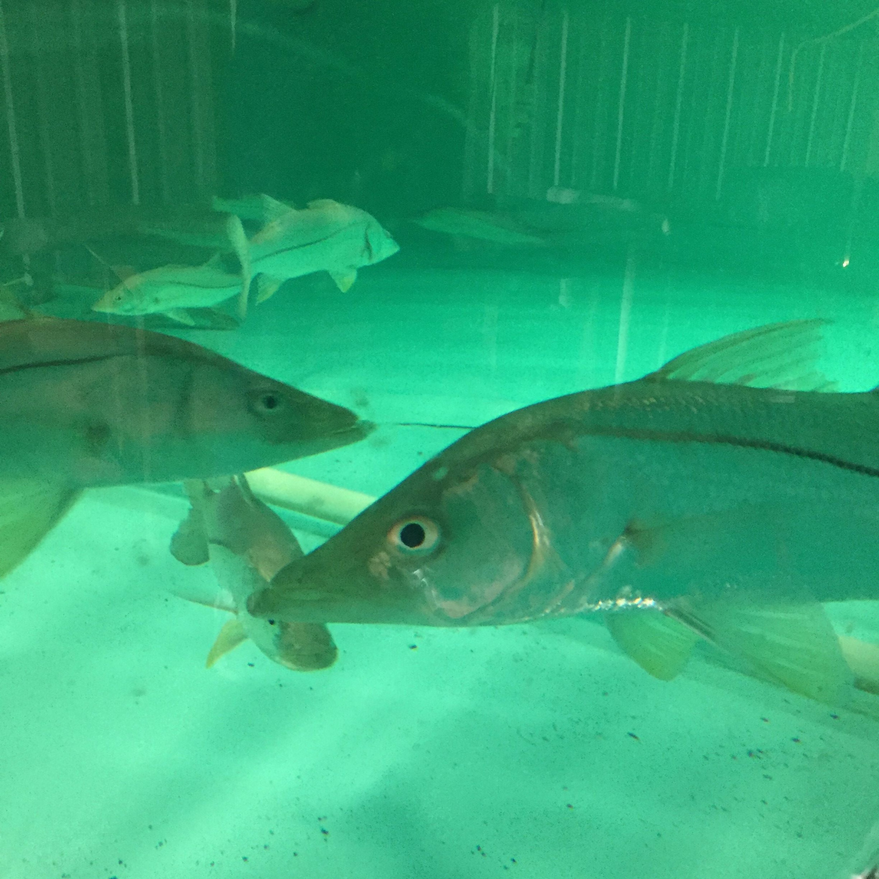 Coastal Advocacy Adventures Podcast