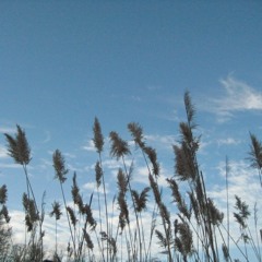 Chimes improvisation