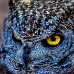 Power Animal (170 BPM)