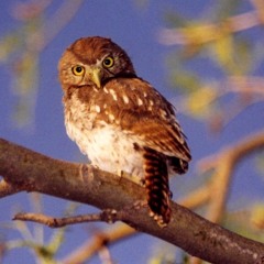 Ferruginous Pygmy Owl N.W. Tucson, Arizona July 2000