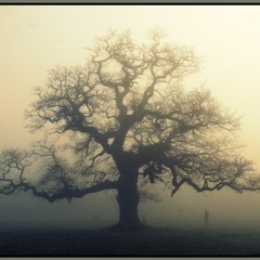 Zad - Story Of An Oak