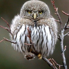 Northern Pygmy Owl Placer County, California August 1999