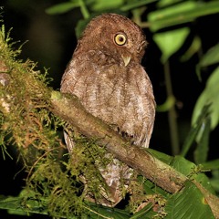 Vermiculated Screech-Owl La Selva Biological Reserve , Costa Rica March 2011