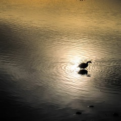 Please Forgive Me..(David Gray cover)