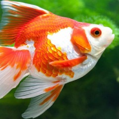 Não cá vàng ko rap