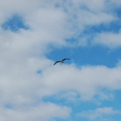 You Can Fly Ou As Inconsequencias Das Consequencias Da Liberdade