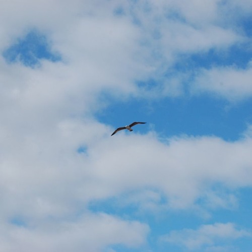 You Can Fly Ou As Inconsequencias Das Consequencias Da Liberdade