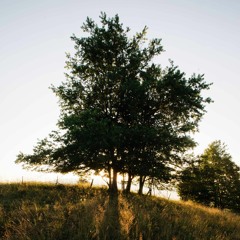 C.Shreve the Professor | Mike L!VE - Family Tree (FTO)