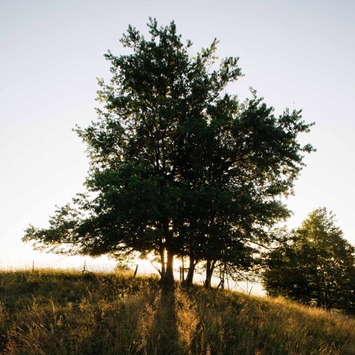 C.Shreve the Professor | Mike L!VE - Family Tree (FTO)