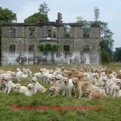 Syncopated Spring Dogs